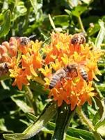 Bees inside a milk weed plant.
