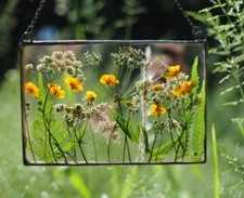 Glass frame with pressed flowers in between